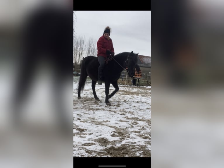 Duitse rijpony Mix Merrie 12 Jaar 135 cm Zwart in Elbe