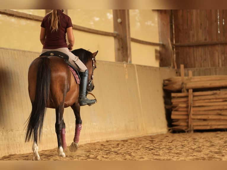 Duitse rijpony Merrie 12 Jaar 137 cm Lichtbruin in Balingen