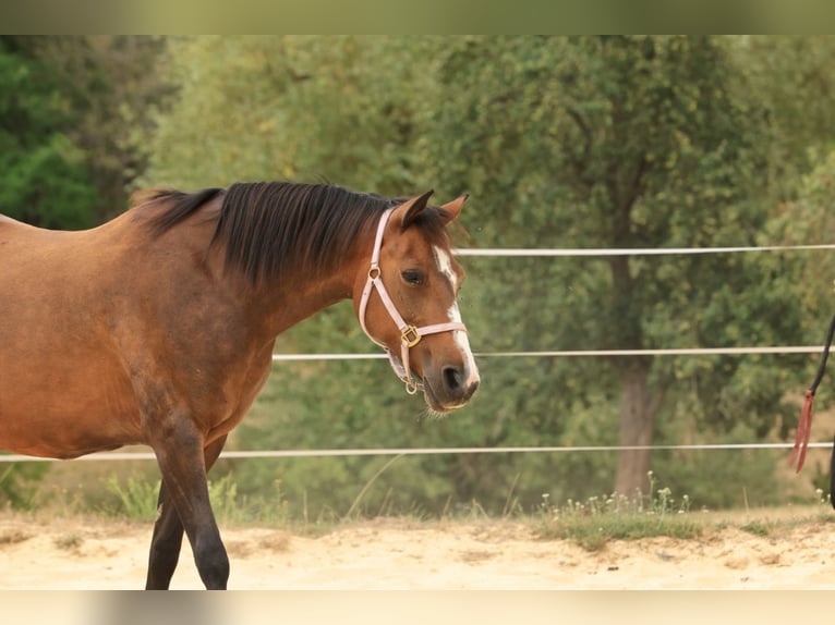 Duitse rijpony Merrie 12 Jaar 137 cm Lichtbruin in Balingen