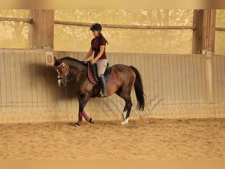 Duitse rijpony Merrie 12 Jaar 137 cm Lichtbruin in Balingen