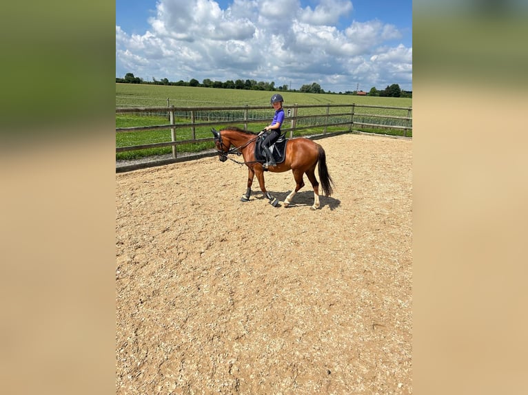 Duitse rijpony Merrie 12 Jaar 137 cm Vos in Mering