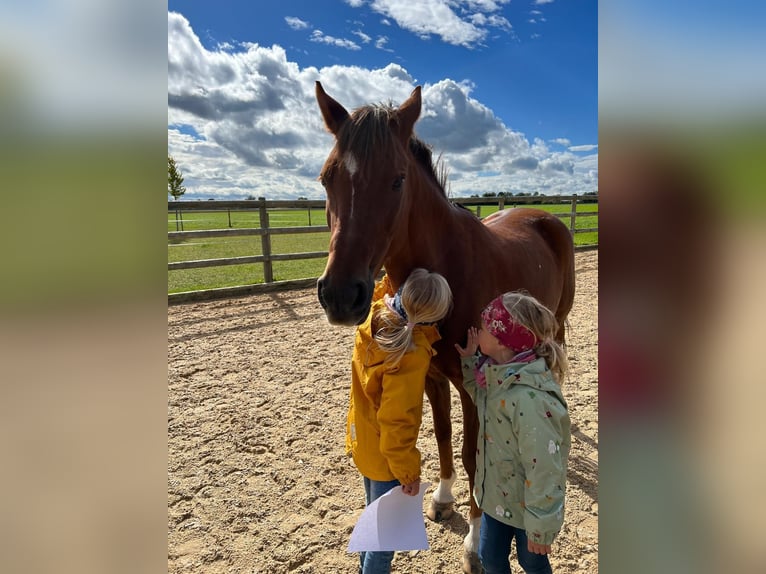 Duitse rijpony Merrie 12 Jaar 137 cm Vos in Mering