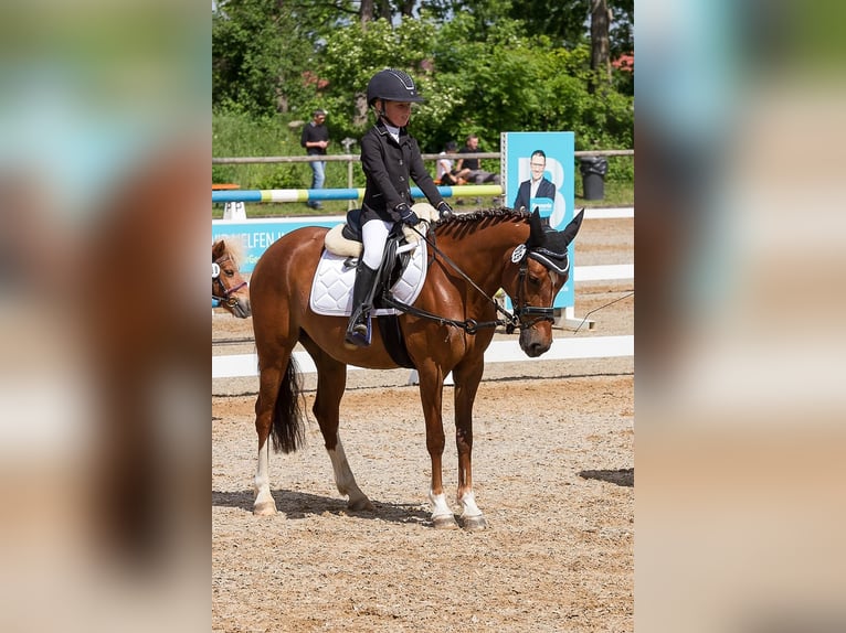 Duitse rijpony Merrie 12 Jaar 137 cm Vos in Mering