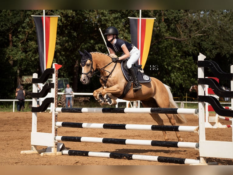 Duitse rijpony Merrie 12 Jaar 138 cm Palomino in Wittingen