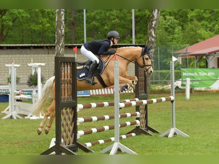 Duitse rijpony Merrie 12 Jaar 138 cm Palomino in Wittingen