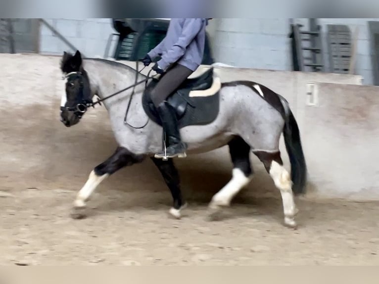 Duitse rijpony Mix Merrie 12 Jaar 140 cm Roan-Blue in Würzburg