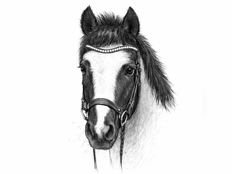 Duitse rijpony Mix Merrie 12 Jaar 140 cm Roan-Blue in Würzburg