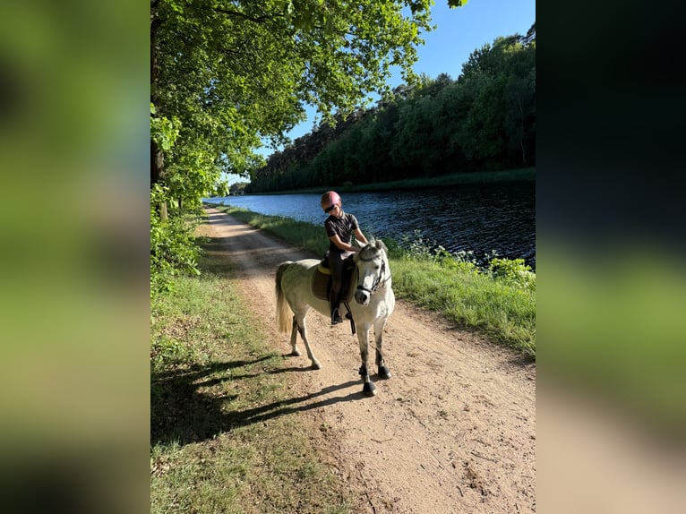 Duitse rijpony Merrie 12 Jaar 141 cm Appelschimmel in Wallenhorst