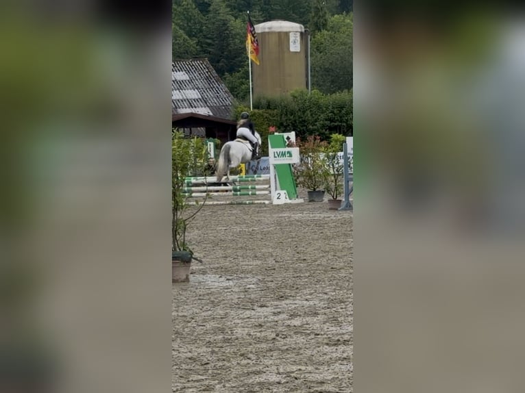 Duitse rijpony Merrie 12 Jaar 141 cm Appelschimmel in Wallenhorst