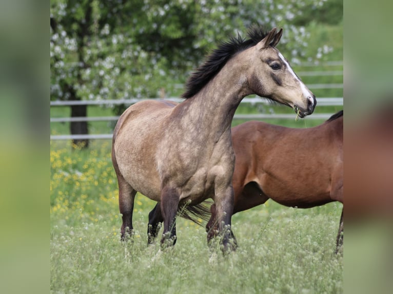 Duitse rijpony Merrie 12 Jaar 142 cm Buckskin in Waldshut-Tiengen