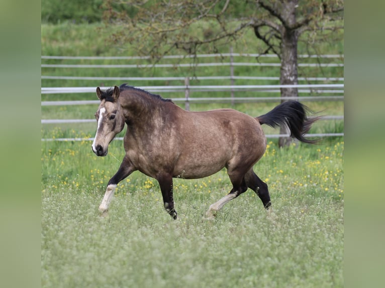 Duitse rijpony Merrie 12 Jaar 142 cm Buckskin in Waldshut-Tiengen