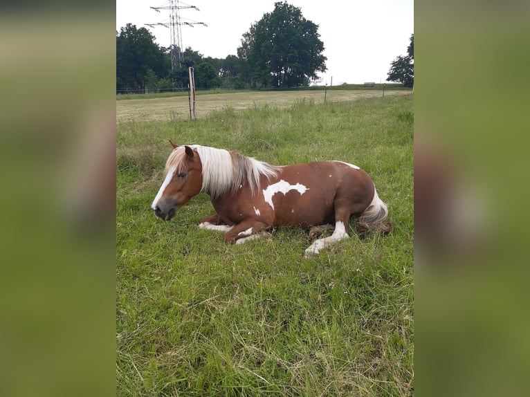 Duitse rijpony Mix Merrie 12 Jaar 142 cm Gevlekt-paard in Buchholz in der Nordheide