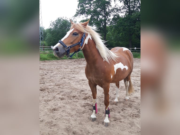 Duitse rijpony Mix Merrie 12 Jaar 142 cm Gevlekt-paard in Buchholz in der Nordheide