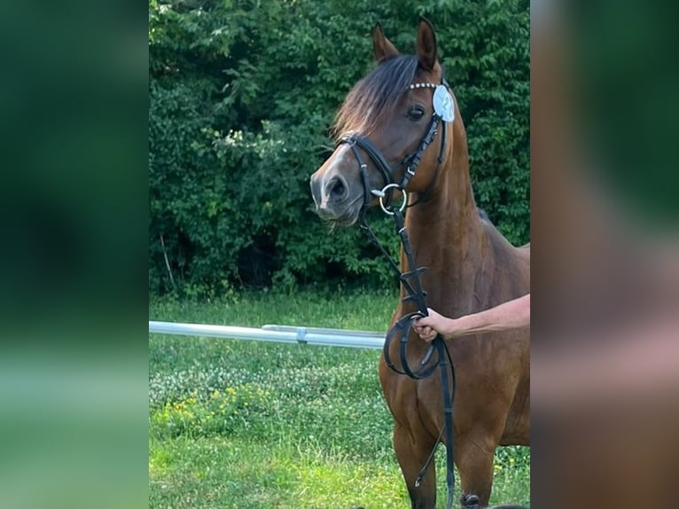Duitse rijpony Merrie 12 Jaar 143 cm Bruin in NusplingenNusplingen