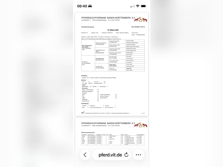 Duitse rijpony Merrie 12 Jaar 143 cm Bruin in NusplingenNusplingen