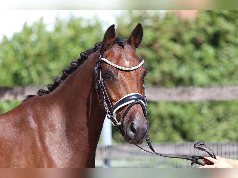 Duitse rijpony Merrie 12 Jaar 143 cm Bruin in Tübingen