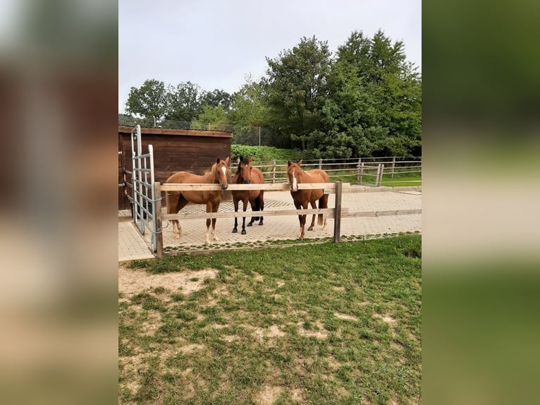 Duitse rijpony Merrie 12 Jaar 143 cm Bruin in Tübingen