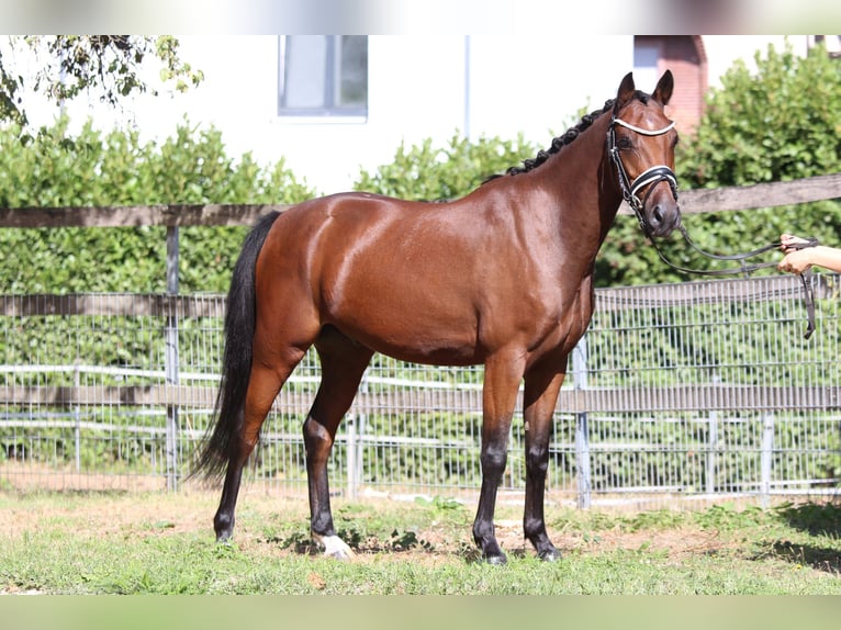 Duitse rijpony Merrie 12 Jaar 143 cm Bruin in Tübingen