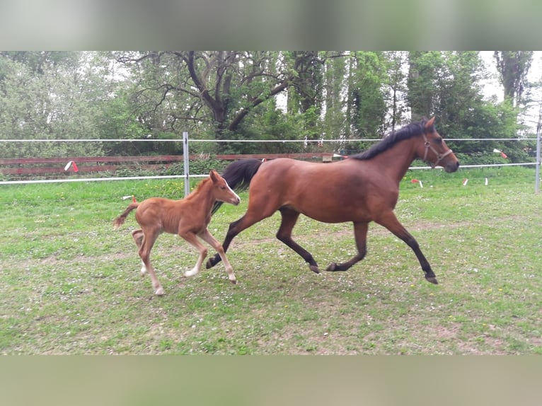 Duitse rijpony Merrie 12 Jaar 143 cm Bruin in Tübingen