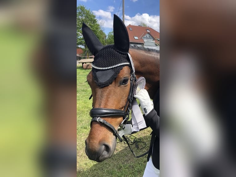 Duitse rijpony Merrie 12 Jaar 143 cm Bruin in Tübingen