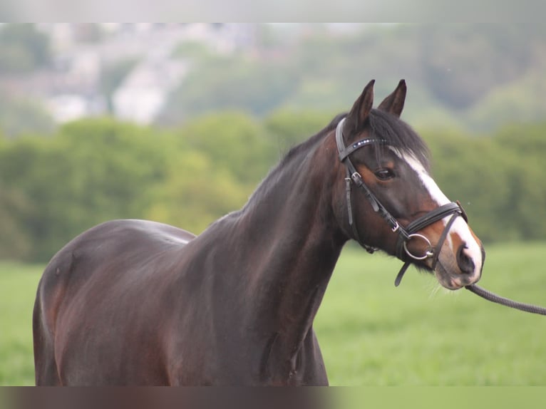 Duitse rijpony Merrie 12 Jaar 144 cm Donkerbruin in Bochum
