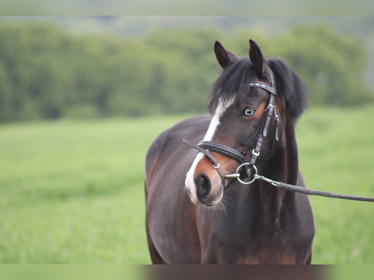Duitse rijpony Merrie 12 Jaar 144 cm Donkerbruin in Bochum