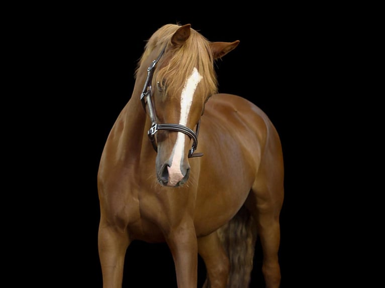 Duitse rijpony Merrie 12 Jaar 144 cm Vos in Hamburg Osdorf