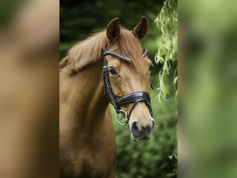 Duitse rijpony Merrie 12 Jaar 144 cm Vos in Warendorf