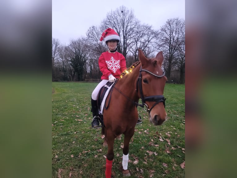 Duitse rijpony Merrie 12 Jaar 144 cm Vos in Warendorf