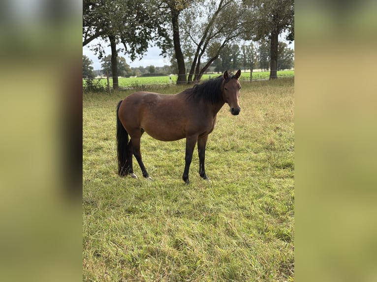 Duitse rijpony Merrie 12 Jaar 145 cm Bruin in Bismark (Altmark) Duitse rijpony Merrie 12 Jaar 145 cm Bruin in Bismark (Altmark)