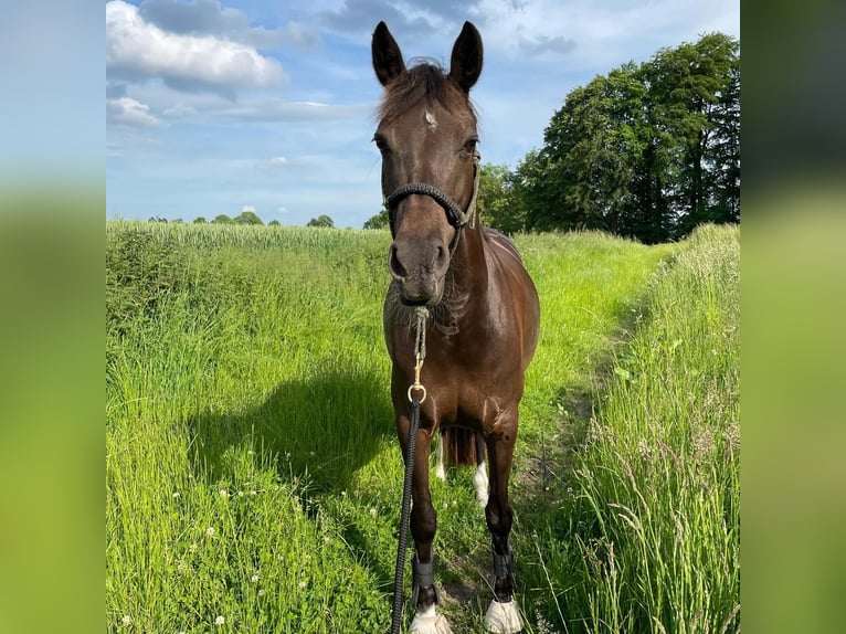 Duitse rijpony Merrie 12 Jaar 146 cm Donkere-vos in D&#xE4;nischenhagen