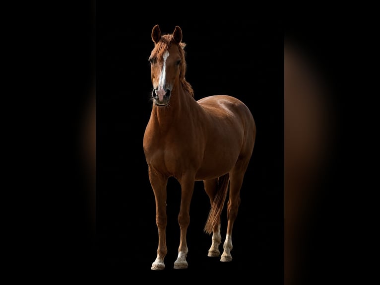 Duitse rijpony Merrie 12 Jaar 146 cm Vos in Timmendorfer Strand