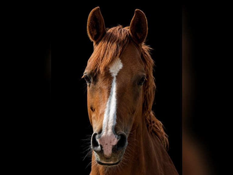 Duitse rijpony Merrie 12 Jaar 146 cm Vos in Timmendorfer Strand
