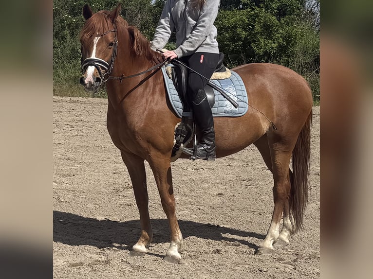 Duitse rijpony Merrie 12 Jaar 146 cm Vos in Timmendorfer Strand