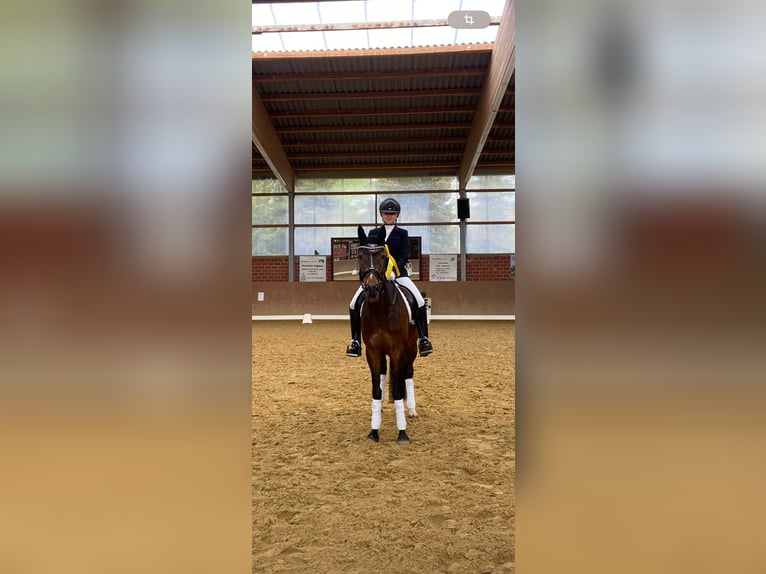 Duitse rijpony Merrie 12 Jaar 147 cm Bruin in Voerde