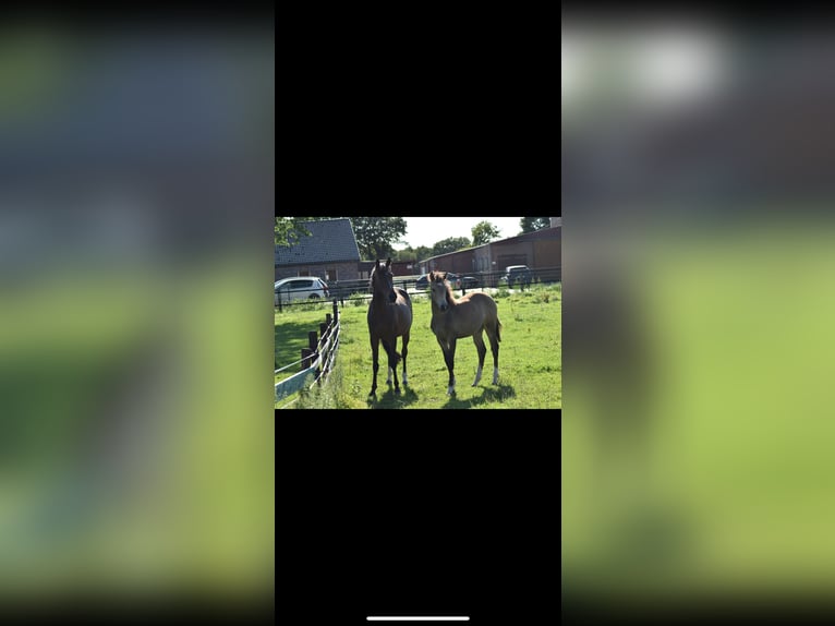 Duitse rijpony Merrie 12 Jaar 147 cm Bruin in Voerde