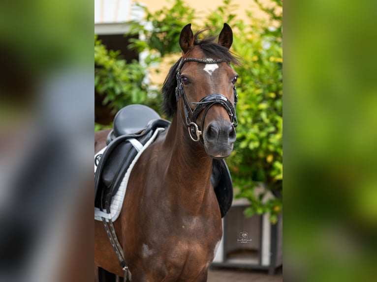 Duitse rijpony Merrie 12 Jaar 147 cm Donkerbruin in Dormagen