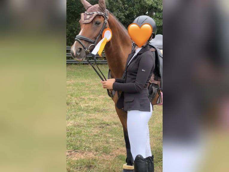 Duitse rijpony Merrie 12 Jaar 147 cm Falbe in Büren