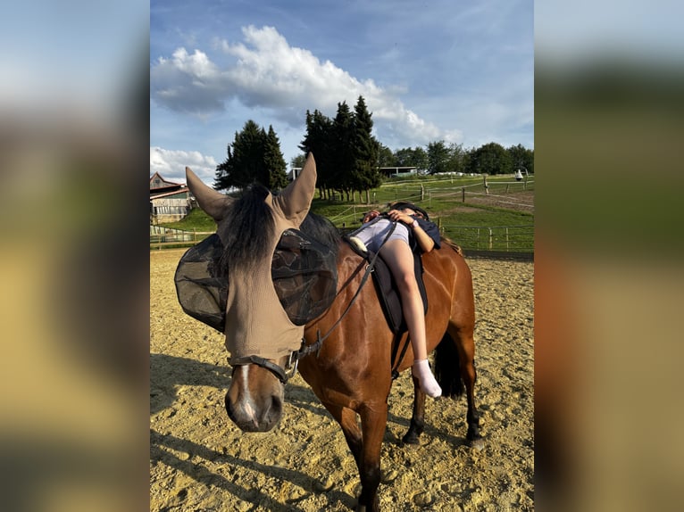 Duitse rijpony Merrie 12 Jaar 147 cm Falbe in Büren
