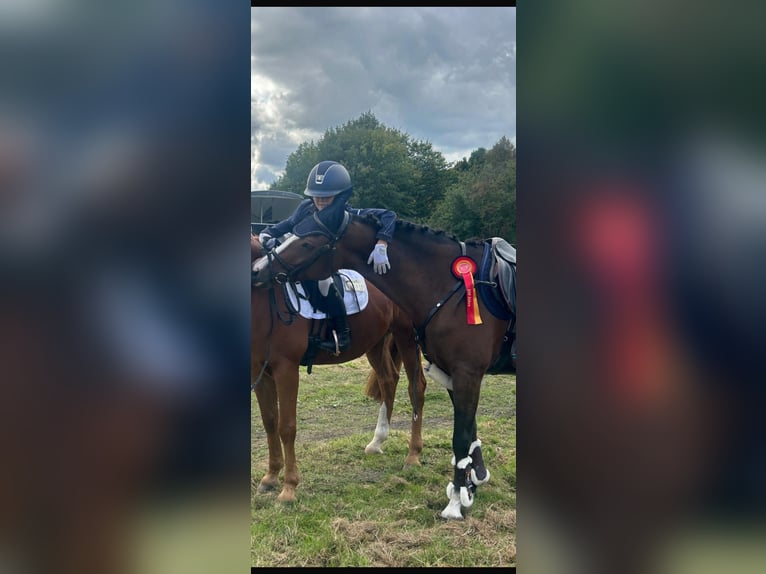 Duitse rijpony Merrie 12 Jaar 147 cm in Bakum Duitse rijpony Merrie 12 Jaar 147 cm in Bakum