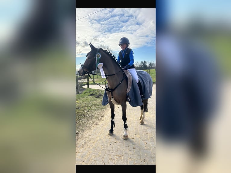 Duitse rijpony Merrie 12 Jaar 147 cm in Bakum Duitse rijpony Merrie 12 Jaar 147 cm in Bakum