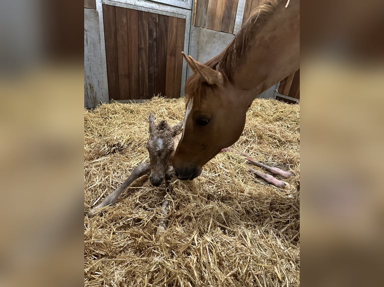 Duitse rijpony Merrie 12 Jaar 147 cm Red Dun in WuppertalWuppertal