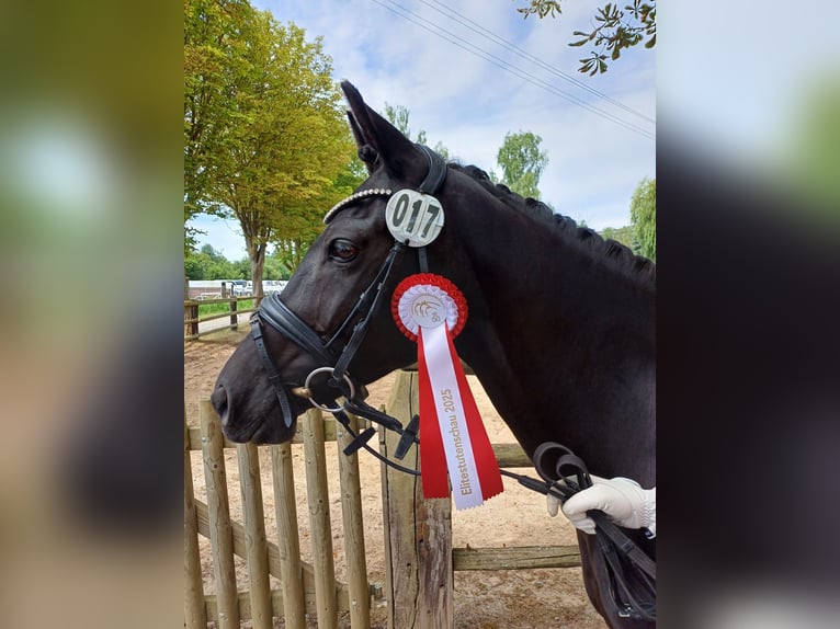 Duitse rijpony Merrie 12 Jaar 147 cm Zwart in Brombachtal