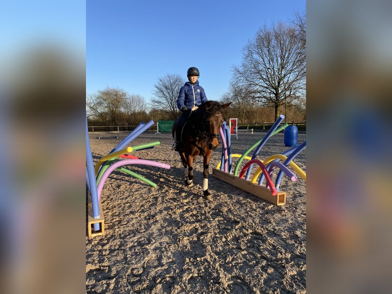 Duitse rijpony Merrie 12 Jaar 148 cm Bruin in Meerbusch