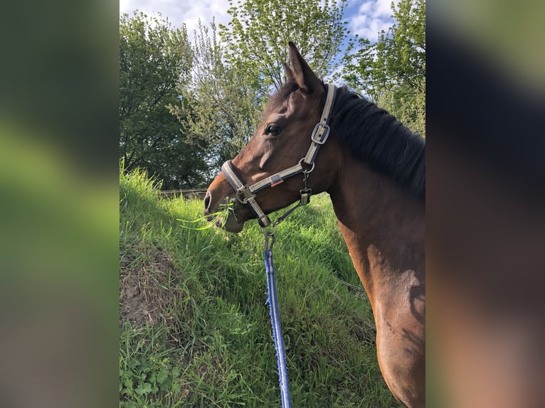 Duitse rijpony Merrie 12 Jaar 148 cm Bruin in Meerbusch