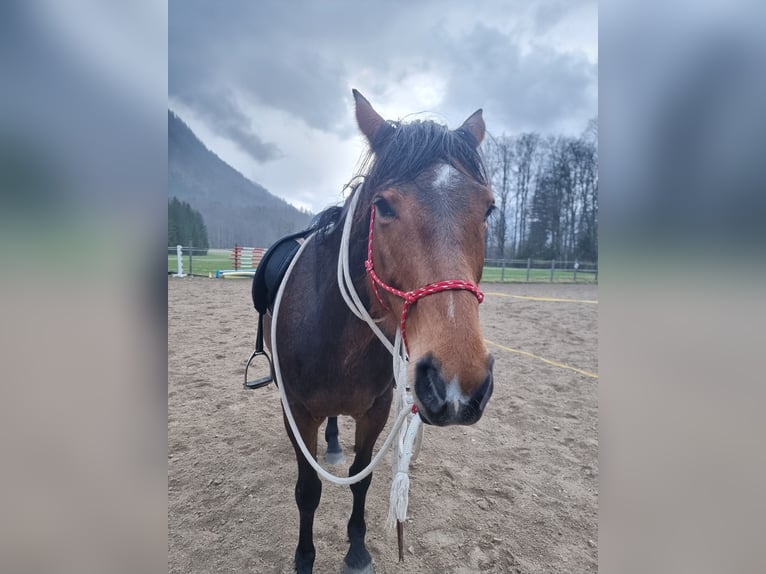 Duitse rijpony Merrie 12 Jaar 148 cm Bruin in Bad Ischl