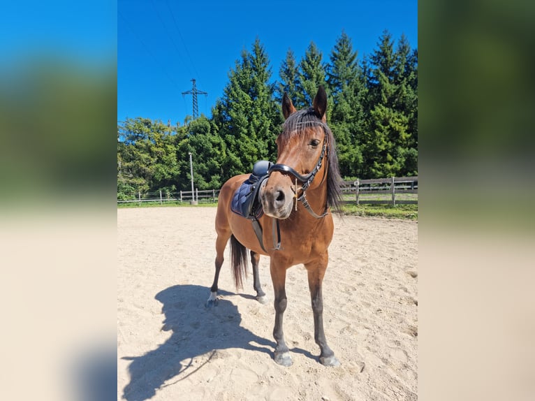 Duitse rijpony Merrie 12 Jaar 148 cm Bruin in Bad Ischl
