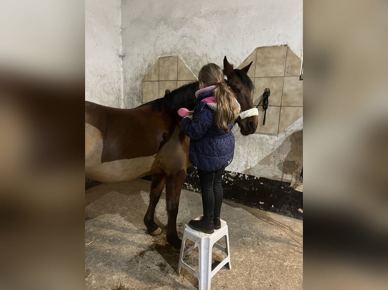 Duitse rijpony Merrie 12 Jaar 148 cm Bruin in Bellstedt