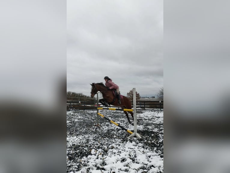 Duitse rijpony Merrie 12 Jaar 148 cm Bruin in Giebelstadt