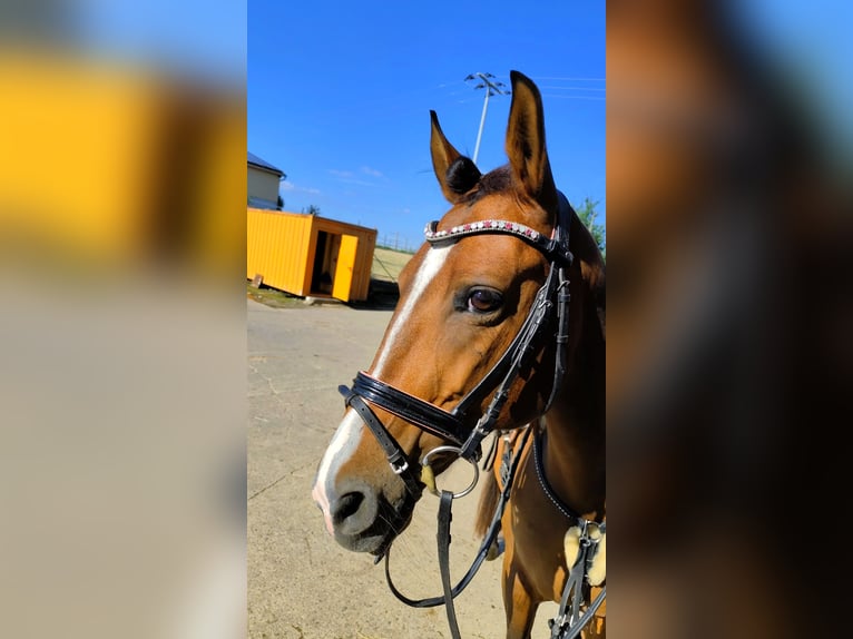 Duitse rijpony Merrie 12 Jaar 148 cm Bruin in Giebelstadt